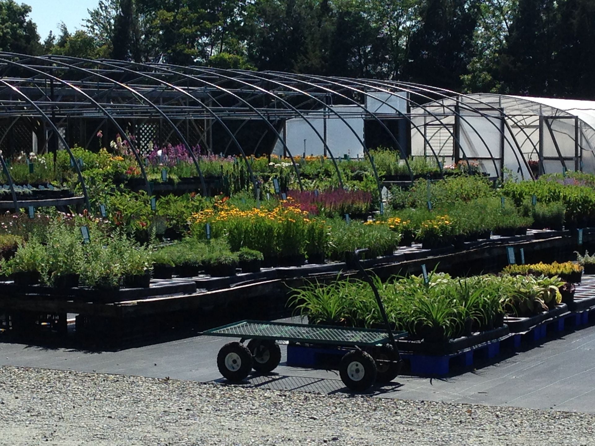 NC Native Plants WinstonSalem, NC Frank's Perennial Border